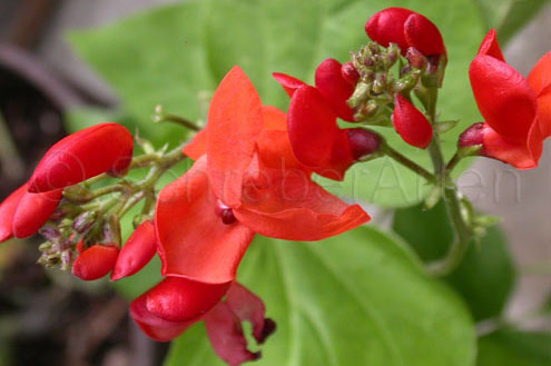 Hammonds Dwarf Scarlet