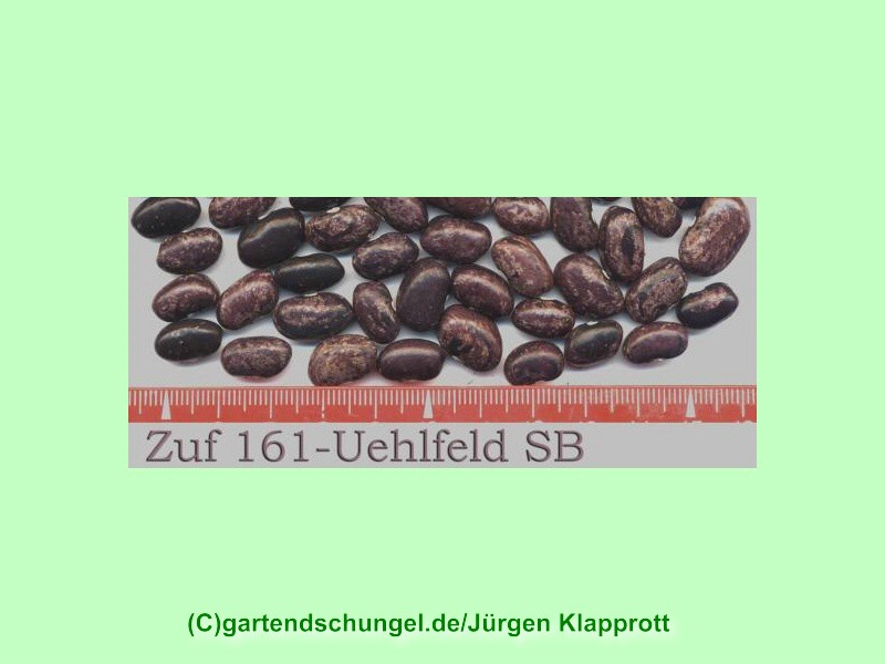 Uehlfeld