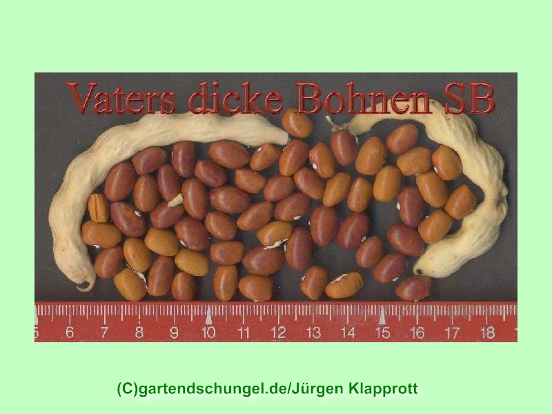 Vaters Dicke Bohnen