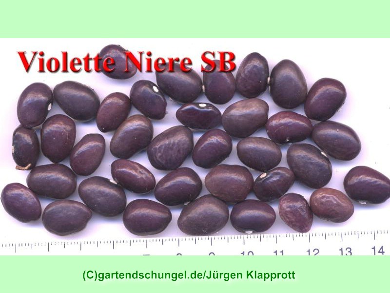 Violette Niere