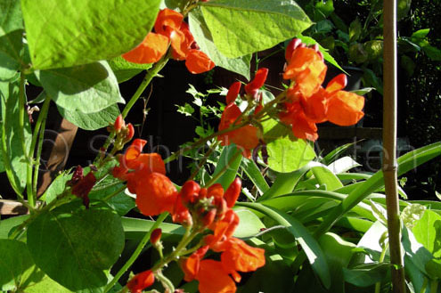 Hammonds Dwarf Scarlet