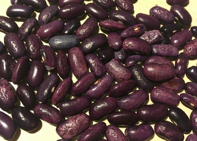 Benary's Neue Violette