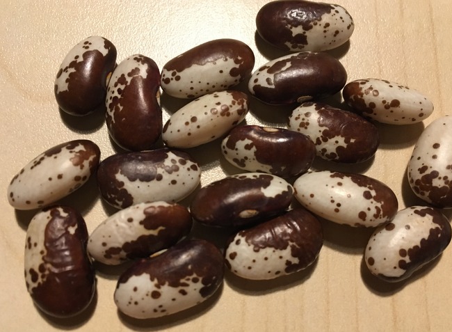 Dalmatiner schoko