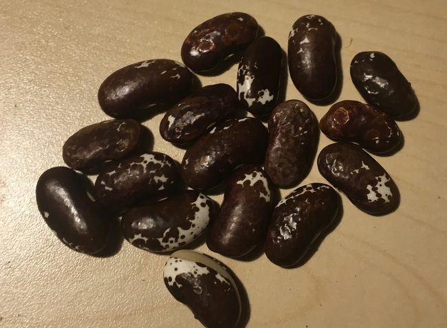 Dalmatiner schoko