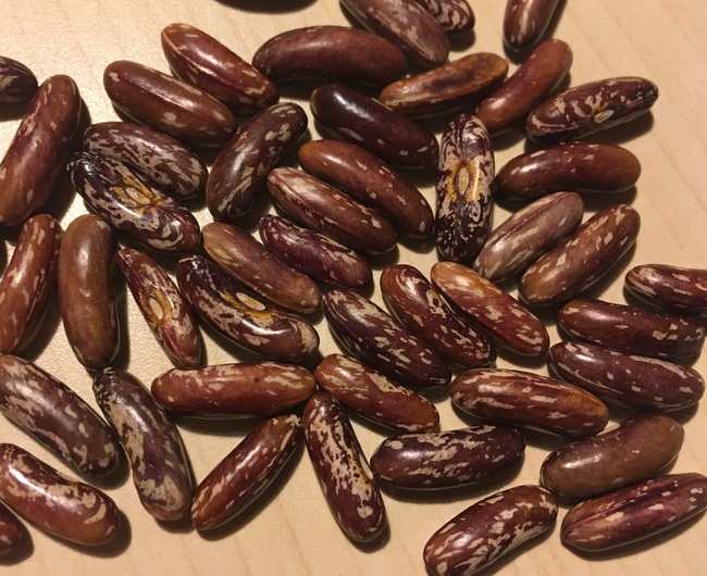 Elsässer Lange