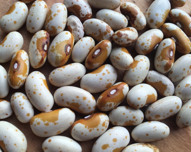 Jacob's Gold Bean