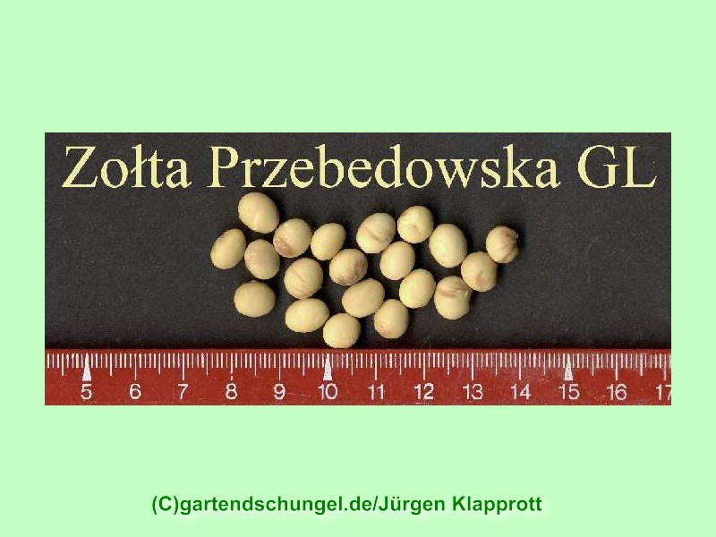 Zolta Przebedowska (Sojabean)