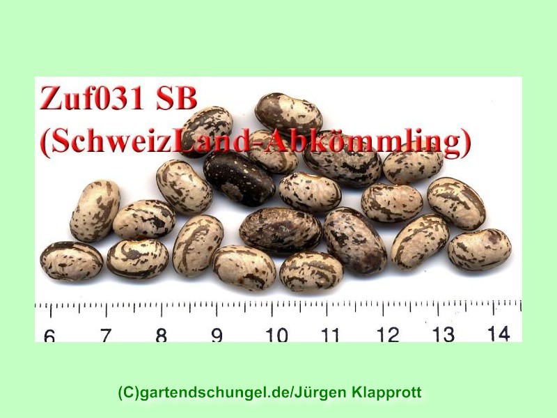 # Zuf 031