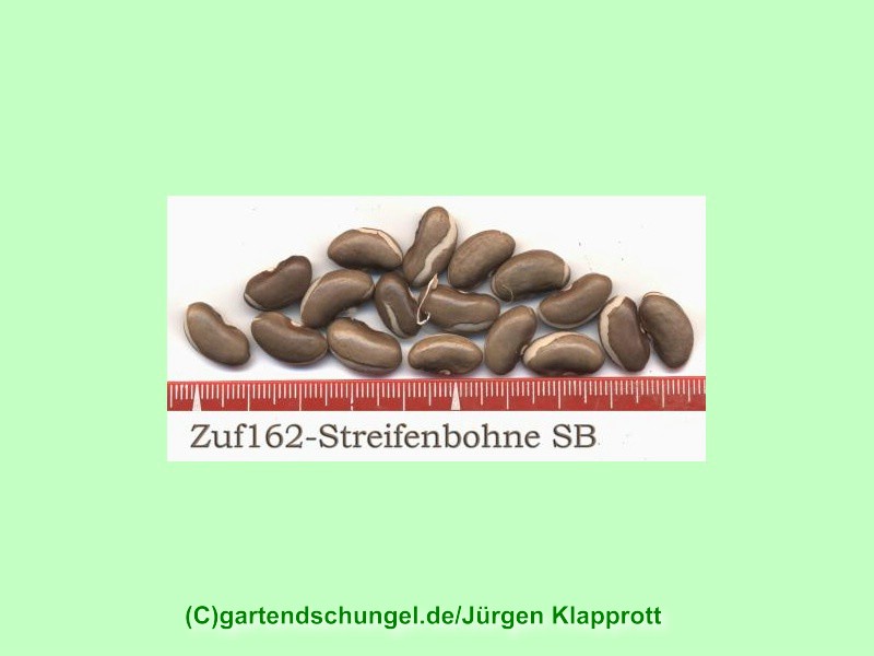 # Zuf 162 Streifenbohne