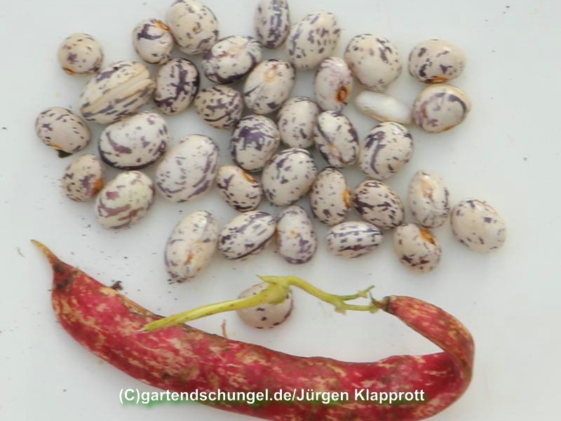 # Zuf 923 Braunsprenkel
