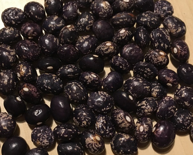 Selugia