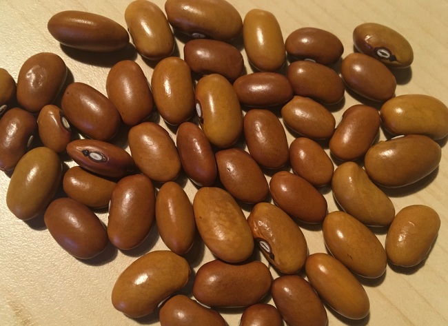 Kleine Braune aus Winschoten