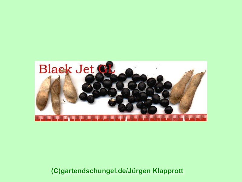 Black Jet