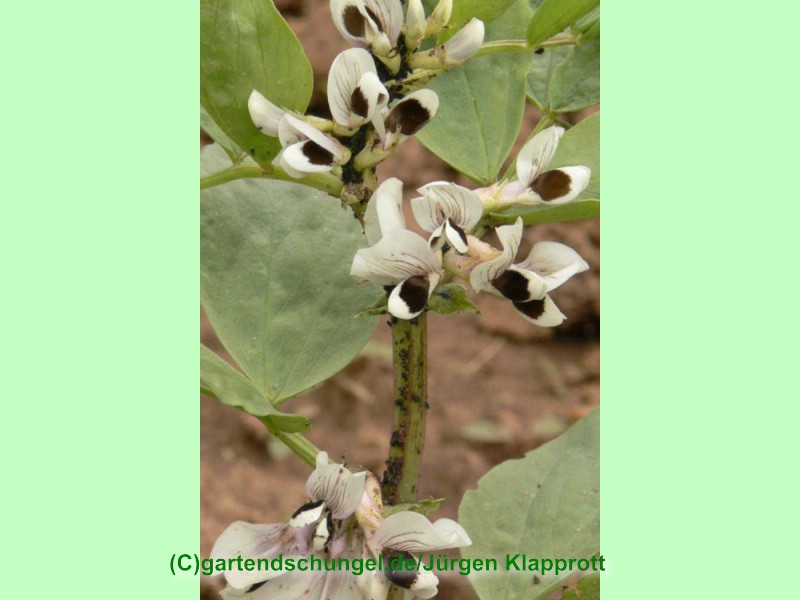 Broad Bean of Magnisia