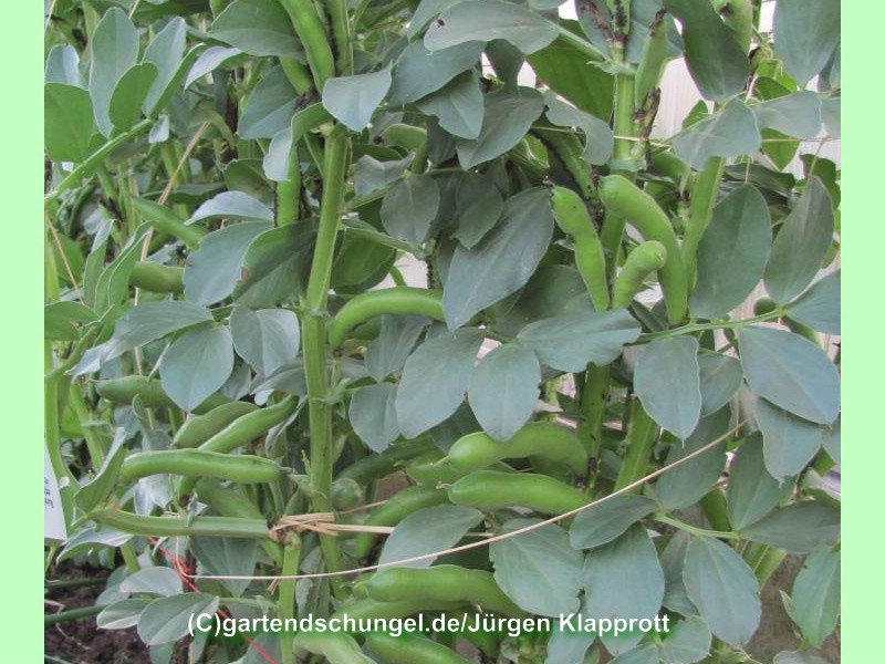 Broad Bean of Magnisia