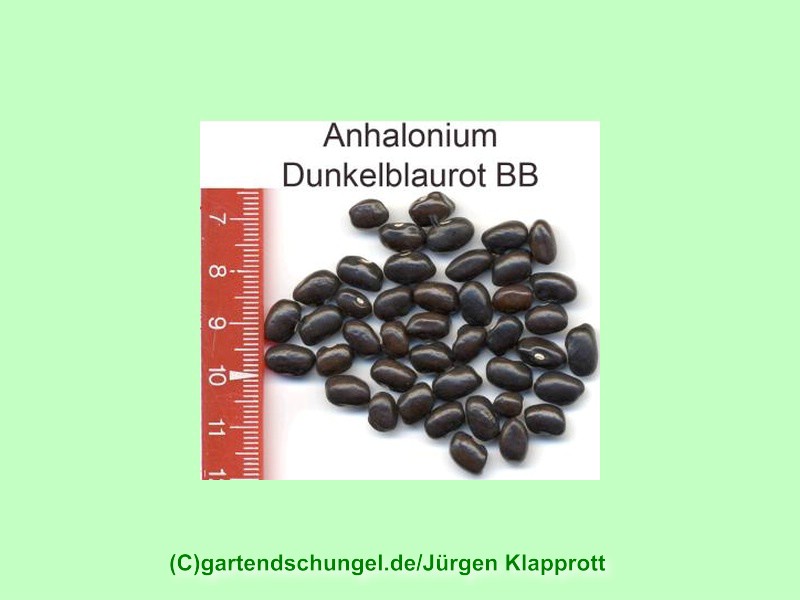 Anhalonium dunkelblaurot