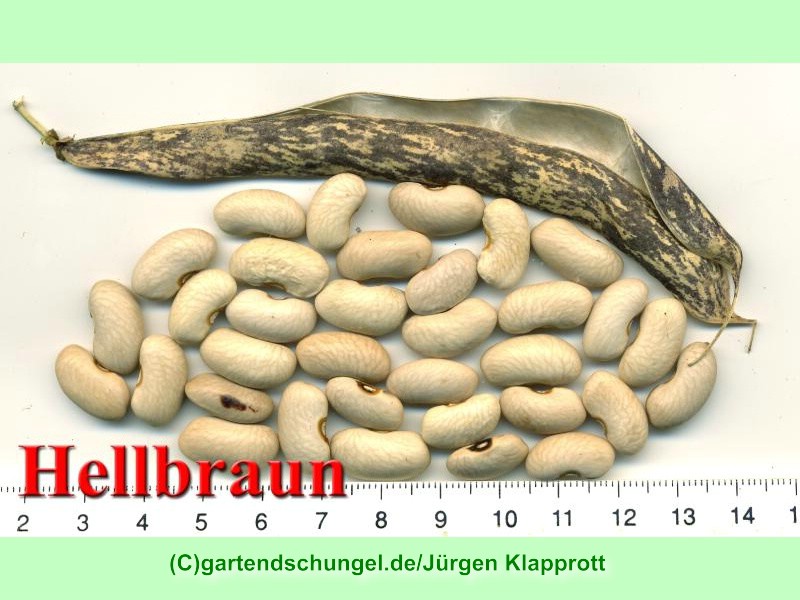 # hellbraun