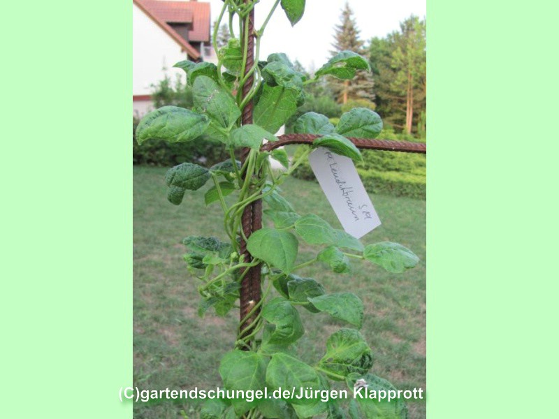 # Leuchtbraun