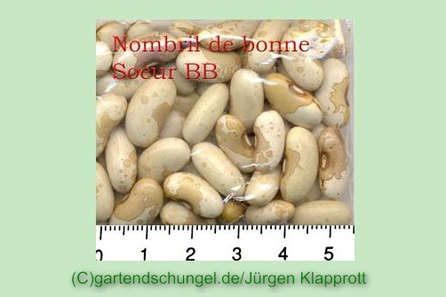 Ahrweiler Schnurrbartbohne