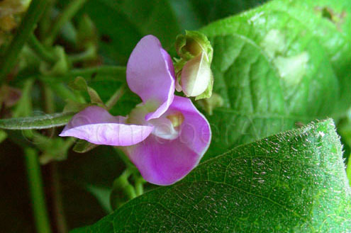 Hopi Black Pinto