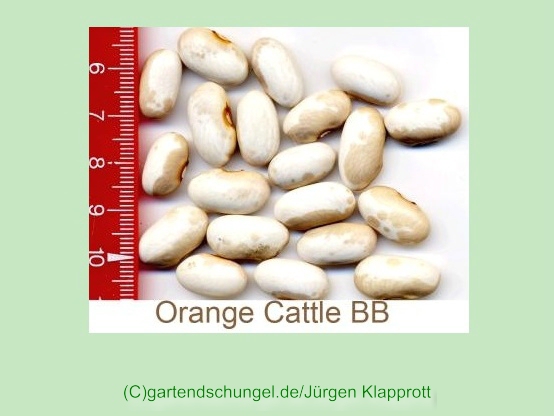 Orange Cattle