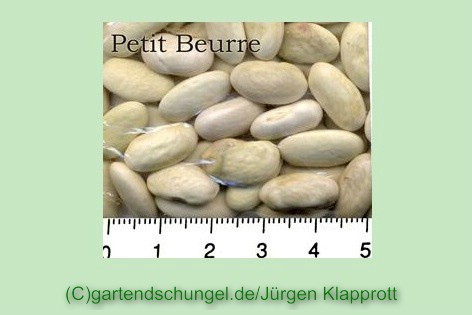 Petit Beurre
