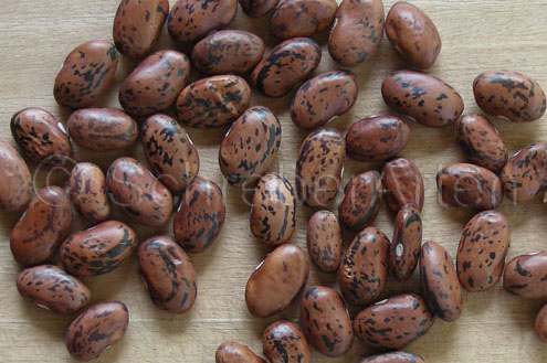 Hopi Black Pinto