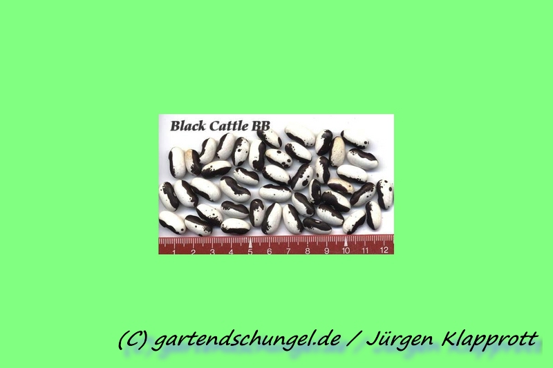 Black Cattle