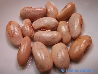 Cassie's Purple Pod