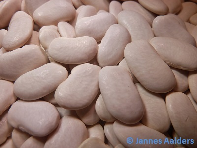 Iran Flatbean