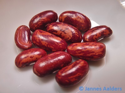 Spanish Tolosana