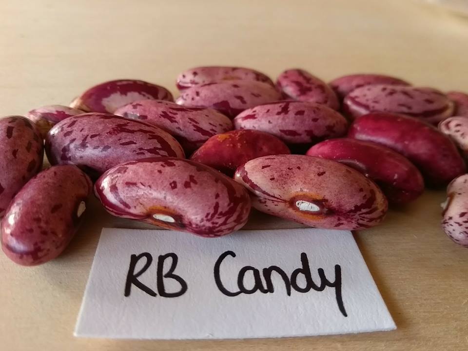 Candy