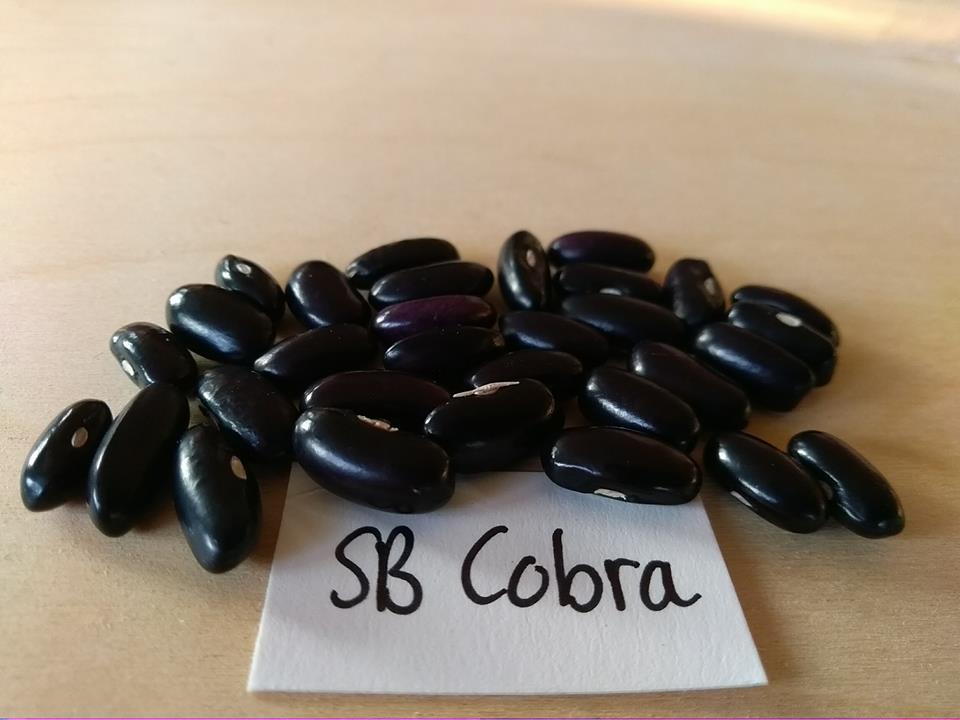 Cobra