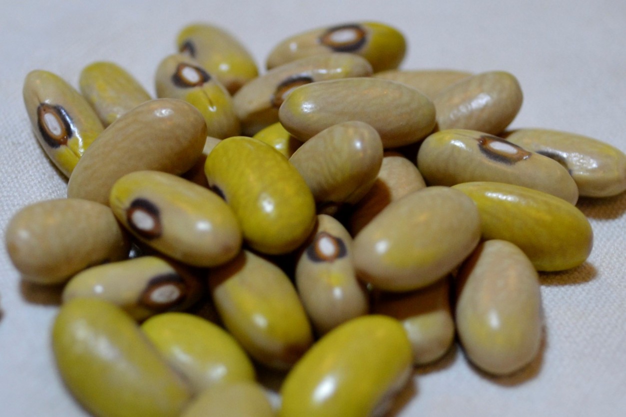 Arikara Yellow
