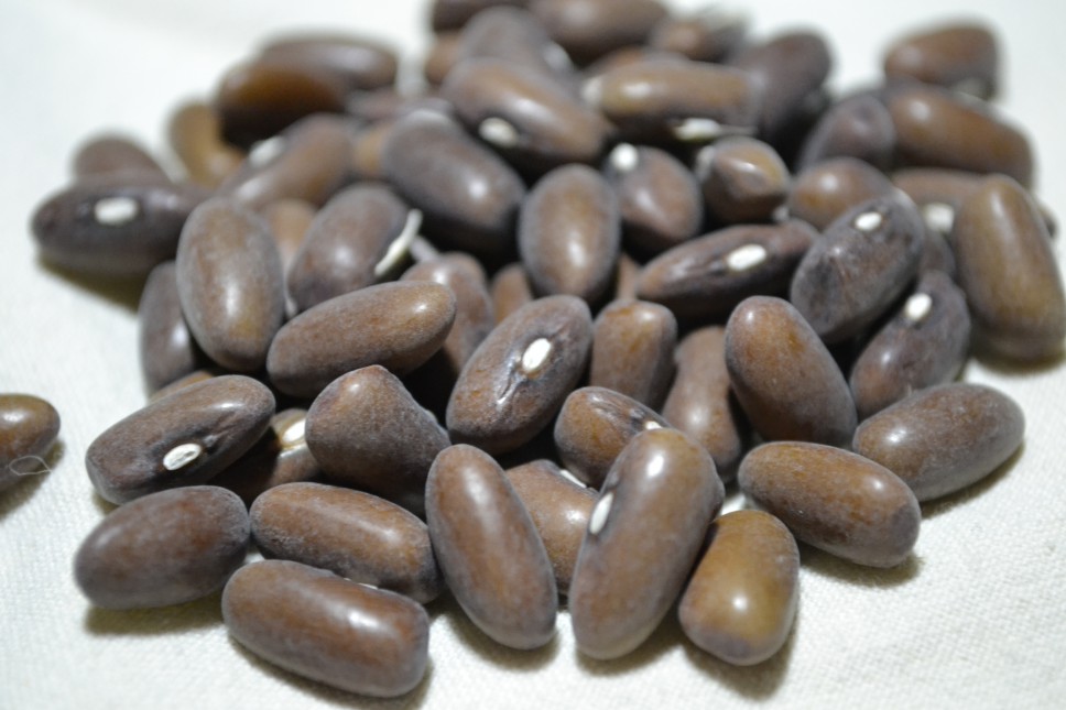 Burpee's Stringless Green Pod
