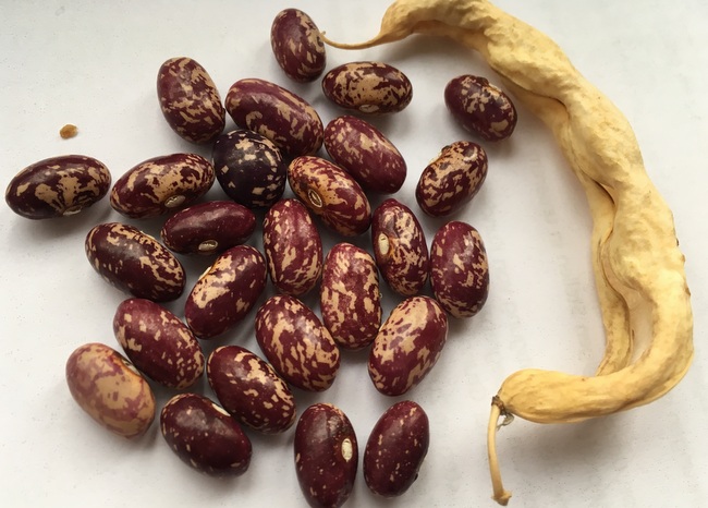 Sannis rote Kipfler
