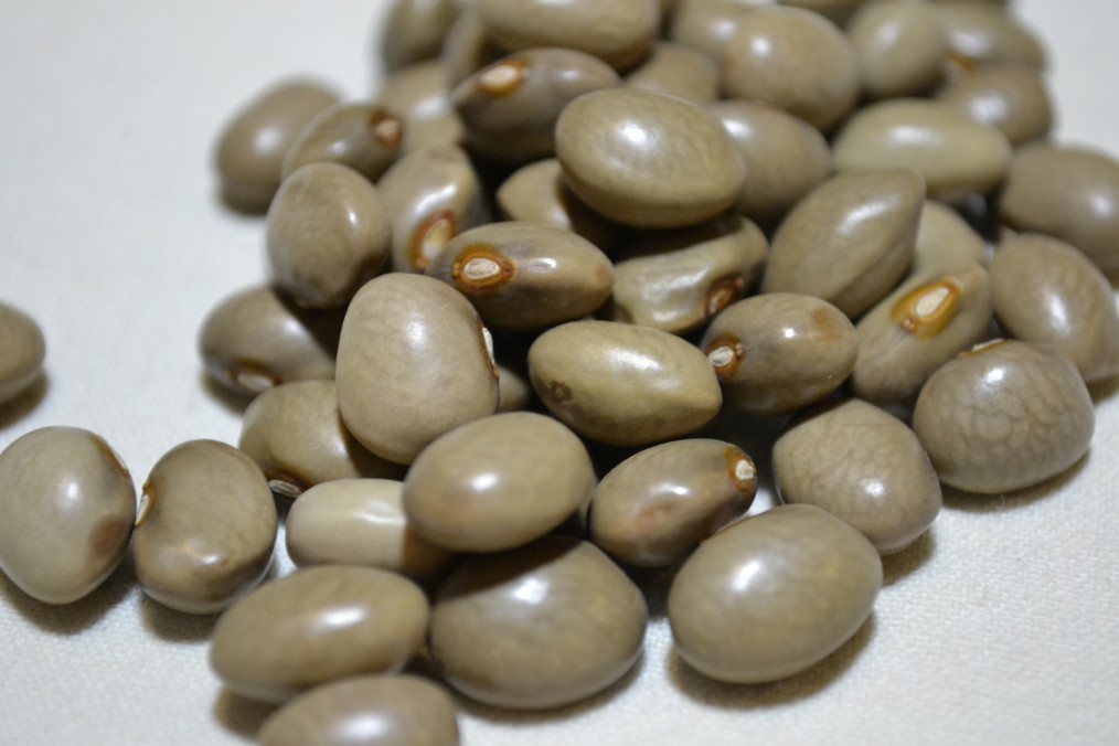 Dr. Nathan Moore's Stick Bean