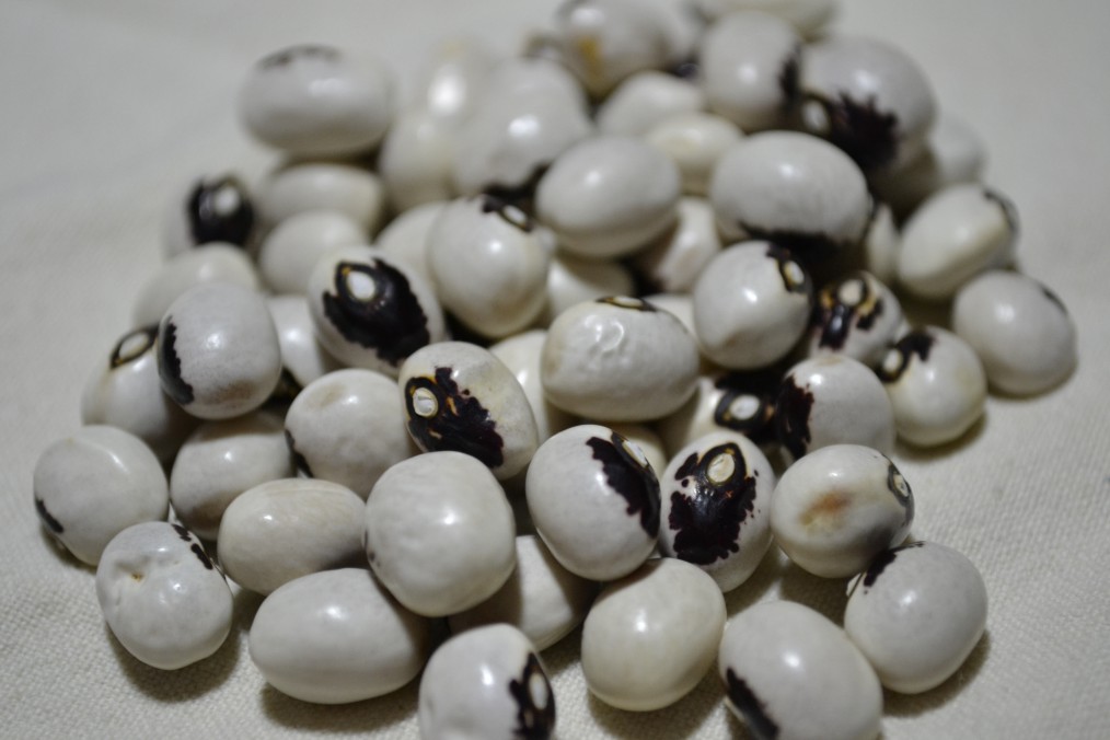 Hazard Fall Bean