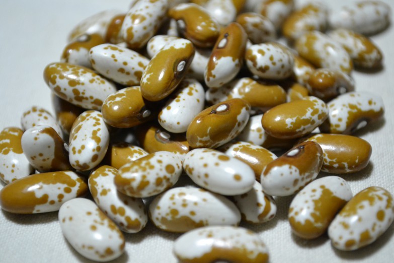Jacob's Gold Bean
