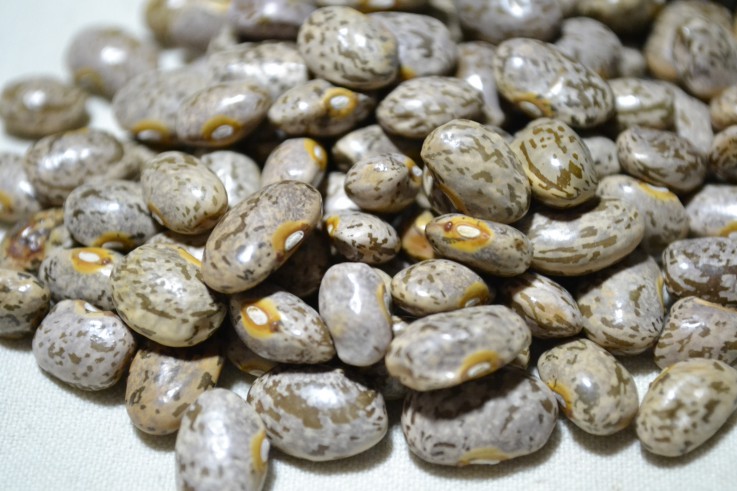 Jane Herald Bean