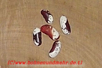 Jacobs Cattle rot
