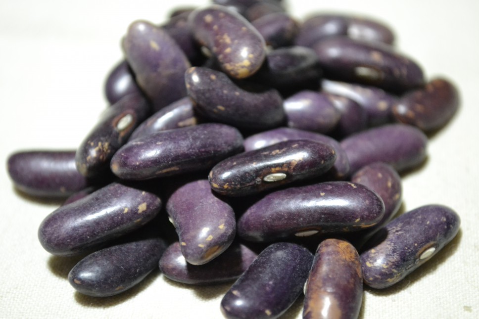 Koronis Purple