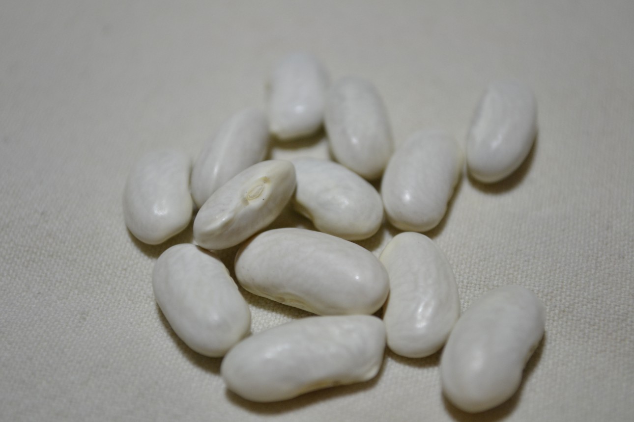Neckarkönigin