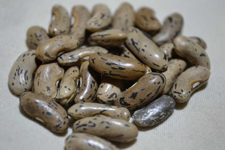 Oregon Giant (Zebra Bohne)