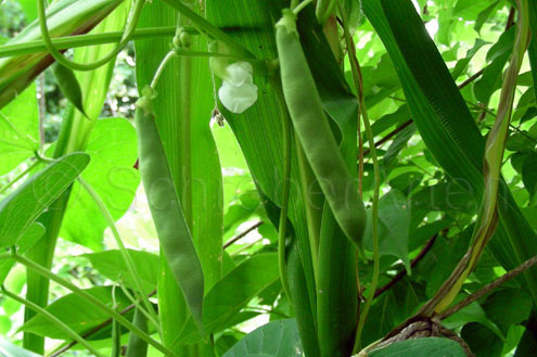 Inca Pea Bean