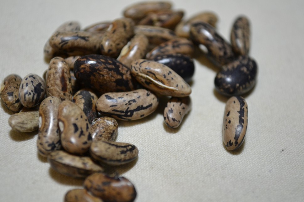 Poverina