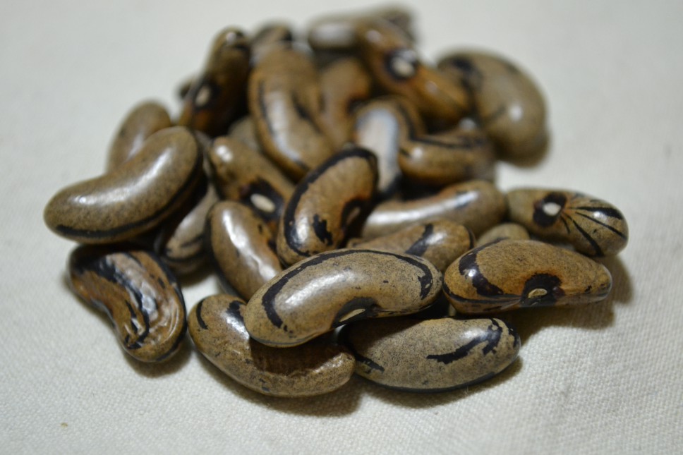 Ram's Horn (Zebra Bohne)