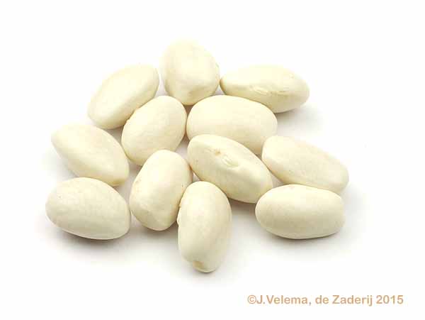 Aromata