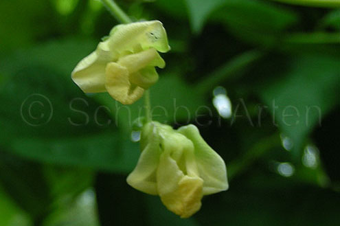 Inca Pea Bean