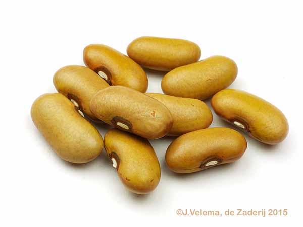 Bovensmildese Bruine Boon